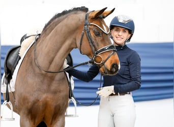 Poni alemán, Caballo castrado, 15 años, 145 cm, Castaño oscuro