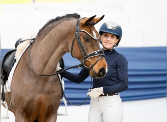 Poni alemán, Caballo castrado, 15 años, 145 cm, Castaño oscuro