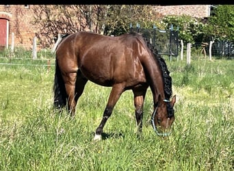 Poni alemán, Caballo castrado, 15 años, 146 cm, Castaño