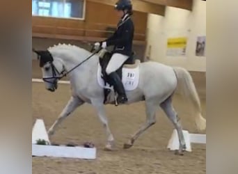 Poni alemán, Caballo castrado, 15 años, 146 cm, Tordo