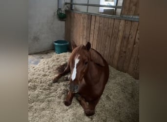 Poni alemán, Caballo castrado, 15 años, 147 cm, Alazán