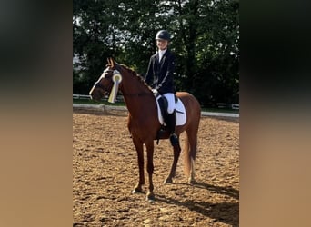 Poni alemán, Caballo castrado, 15 años, 147 cm, Alazán