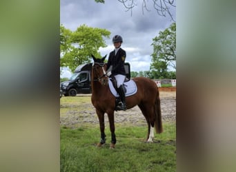 Poni alemán, Caballo castrado, 15 años, 147 cm, Alazán