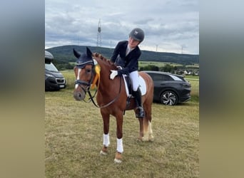 Poni alemán, Caballo castrado, 15 años, 147 cm, Alazán