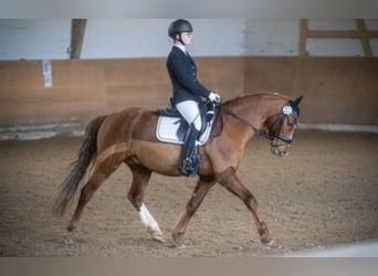 Poni alemán, Caballo castrado, 15 años, 147 cm, Alazán