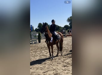 Poni alemán, Caballo castrado, 15 años, 148 cm, Alazán