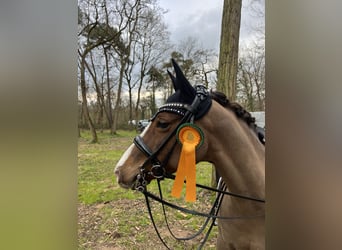 Poni alemán, Caballo castrado, 15 años, 148 cm, Alazán-tostado
