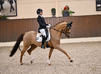 Poni alemán, Caballo castrado, 15 años, 148 cm, Alazán-tostado