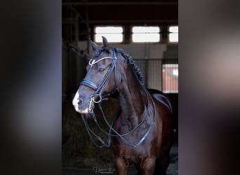 Poni alemán, Caballo castrado, 15 años, 148 cm, Negro