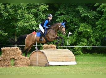 Poni alemán, Caballo castrado, 15 años, 151 cm, Bayo