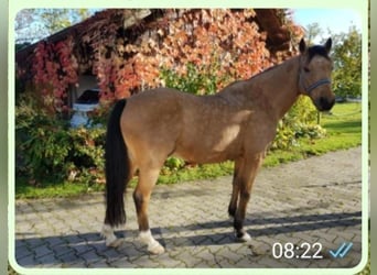 Poni alemán, Caballo castrado, 15 años, Champán
