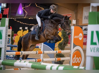 Poni alemán, Caballo castrado, 16 años, 143 cm