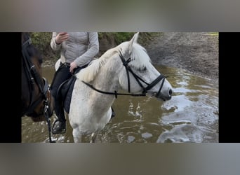 Poni alemán, Caballo castrado, 16 años, 144 cm, Tordo rodado