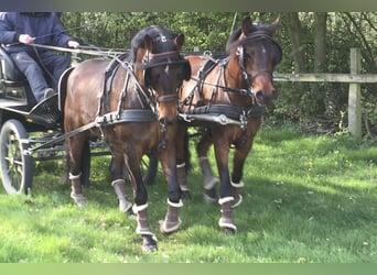 Poni alemán, Caballo castrado, 16 años, 146 cm, Castaño oscuro