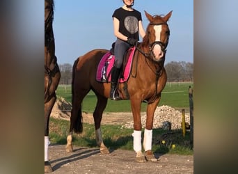 Poni alemán, Caballo castrado, 16 años, 148 cm, Alazán