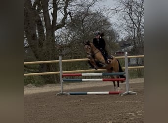 Poni alemán, Caballo castrado, 16 años, 148 cm, Bayo