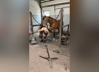 Poni alemán, Caballo castrado, 16 años, 148 cm, Bayo