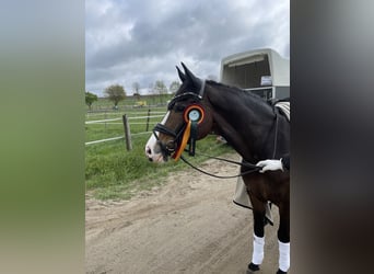 Poni alemán, Caballo castrado, 16 años, 148 cm, Castaño oscuro