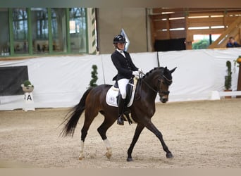 Poni alemán, Caballo castrado, 16 años, 148 cm, Castaño oscuro