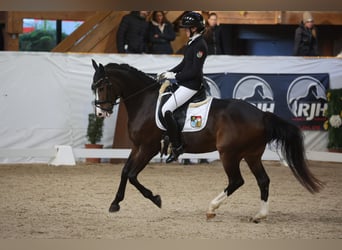 Poni alemán, Caballo castrado, 16 años, 148 cm, Castaño oscuro