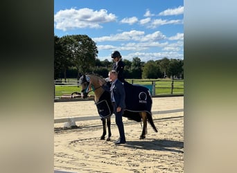 Poni alemán, Caballo castrado, 16 años, 148 cm, Palomino