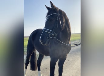 Poni alemán, Caballo castrado, 16 años, 150 cm, Morcillo