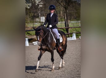 Poni alemán, Caballo castrado, 16 años, Castaño oscuro