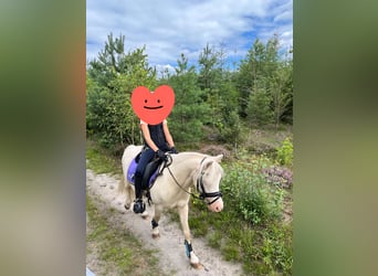Poni alemán Mestizo, Caballo castrado, 17 años, 117 cm, Cremello