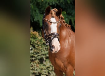 Poni alemán, Caballo castrado, 17 años, 145 cm, Alazán-tostado