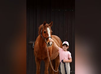 Poni alemán, Caballo castrado, 17 años, 147 cm, Alazán