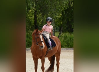 Poni alemán, Caballo castrado, 17 años, 147 cm, Alazán