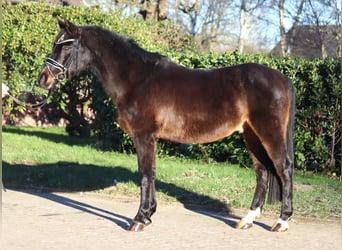 Poni alemán, Caballo castrado, 17 años, 147 cm, Castaño oscuro