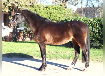 Poni alemán, Caballo castrado, 17 años, 147 cm, Castaño oscuro