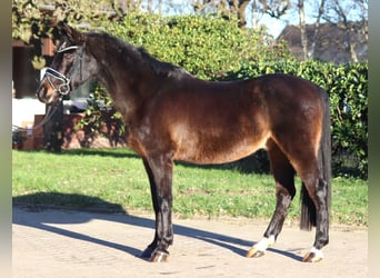 Poni alemán, Caballo castrado, 17 años, 147 cm, Castaño oscuro