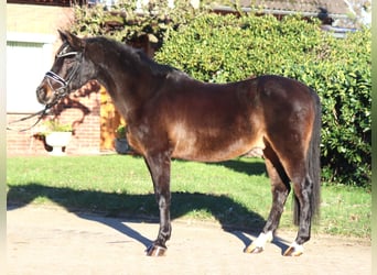 Poni alemán, Caballo castrado, 17 años, 147 cm, Castaño oscuro