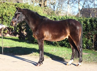 Poni alemán, Caballo castrado, 17 años, 147 cm, Castaño oscuro