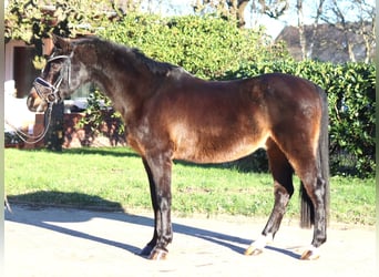 Poni alemán, Caballo castrado, 17 años, 147 cm, Castaño oscuro