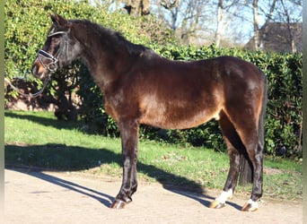 Poni alemán, Caballo castrado, 17 años, 147 cm, Castaño oscuro