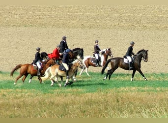 Poni alemán, Caballo castrado, 17 años, 148 cm, Alazán