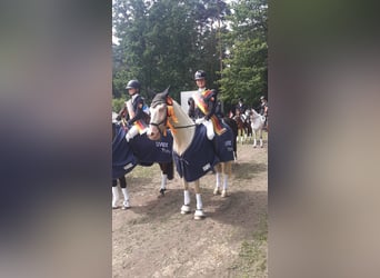 Poni alemán, Caballo castrado, 17 años, 148 cm, Cremello