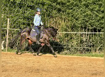 Poni alemán, Caballo castrado, 17 años, 148 cm, Morcillo