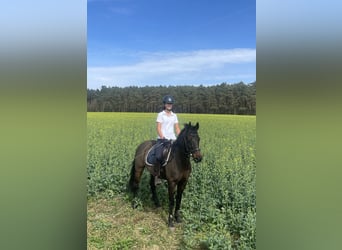 Poni alemán, Caballo castrado, 17 años, 148 cm, Morcillo