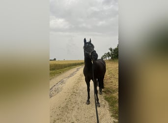 Poni alemán, Caballo castrado, 17 años, 148 cm, Negro