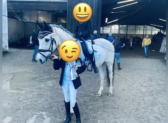 Poni alemán, Caballo castrado, 17 años, 148 cm, White/Blanco
