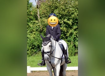Poni alemán, Caballo castrado, 17 años, 148 cm, White/Blanco