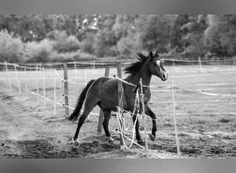 Poni alemán, Caballo castrado, 18 años, 143 cm, Castaño oscuro