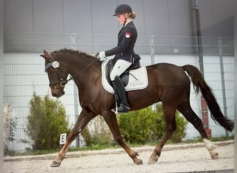 Poni alemán, Caballo castrado, 18 años, 148 cm, Alazán-tostado