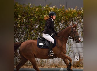 Poni alemán, Caballo castrado, 18 años, 148 cm, Alazán-tostado