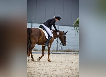 Poni alemán, Caballo castrado, 18 años, 148 cm, Alazán-tostado
