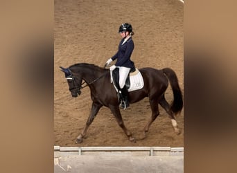 Poni alemán, Caballo castrado, 18 años, 148 cm, Alazán-tostado